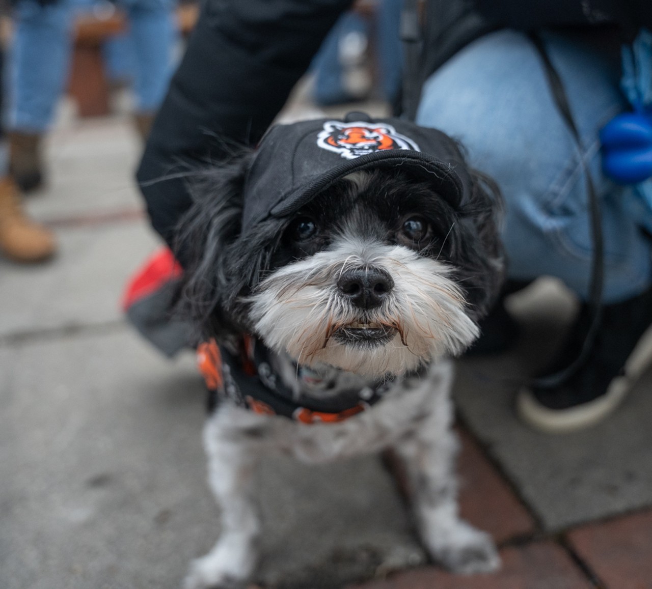 The Cincinnati Bengaldog Parade Will March Cute — and Costumed