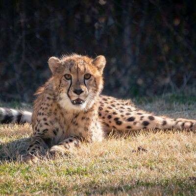 Rozi the cheetah