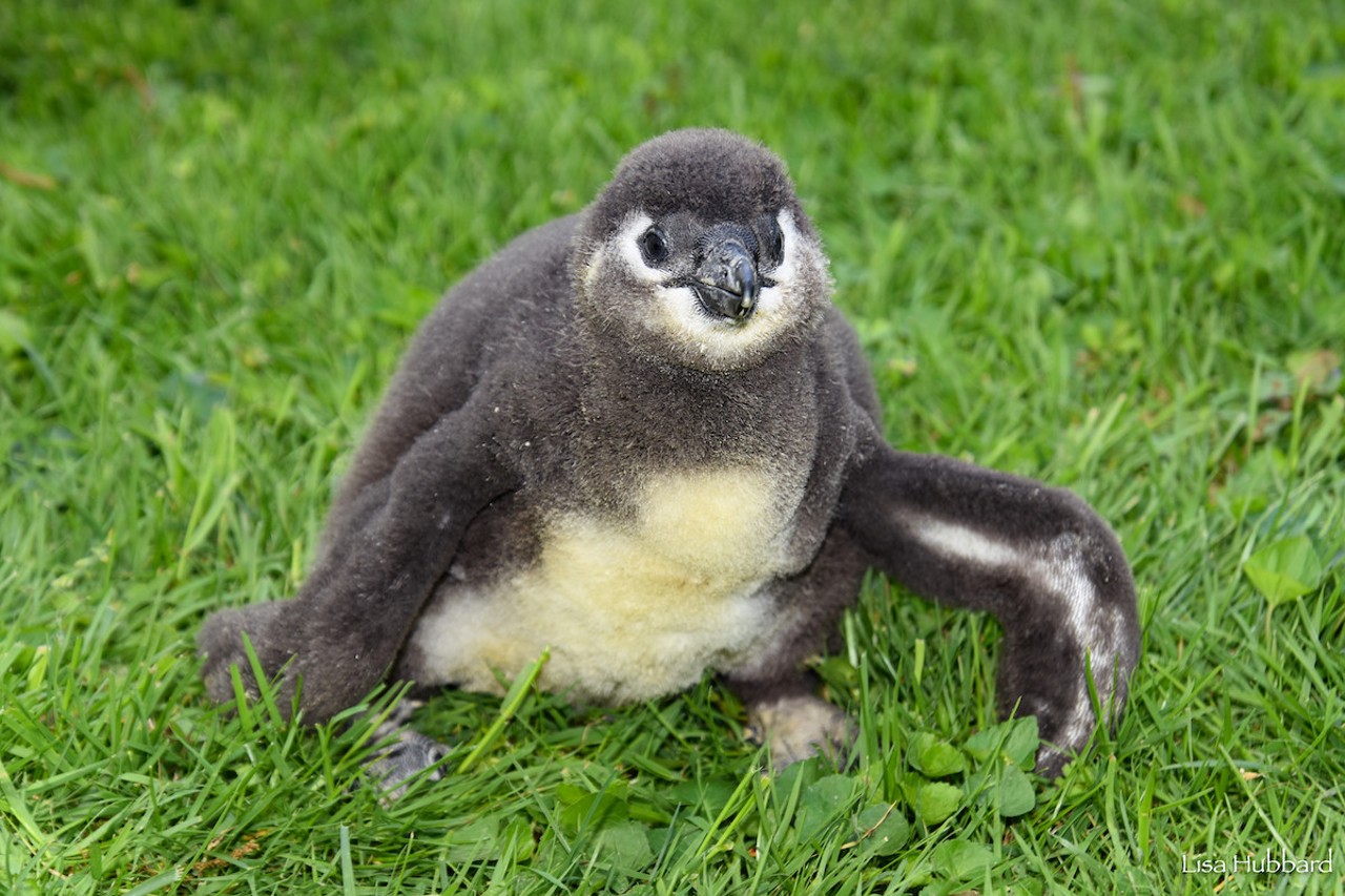 African penguin chick