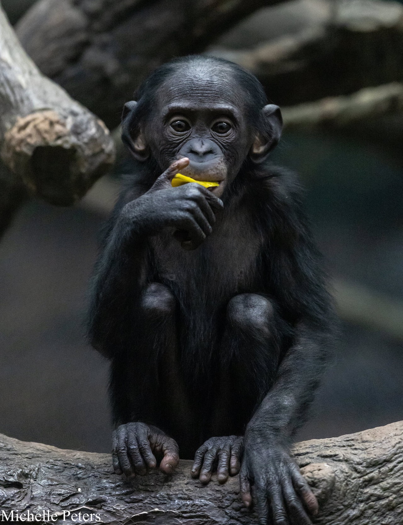 Bonobo baby Amali
