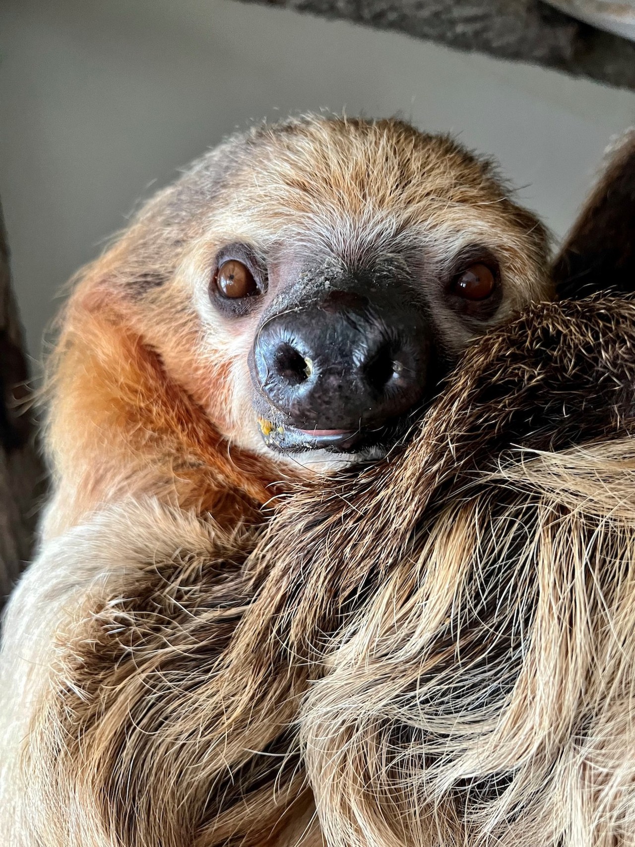 Lightning the sloth is pregnant and is expecting her baby sometime this summer.