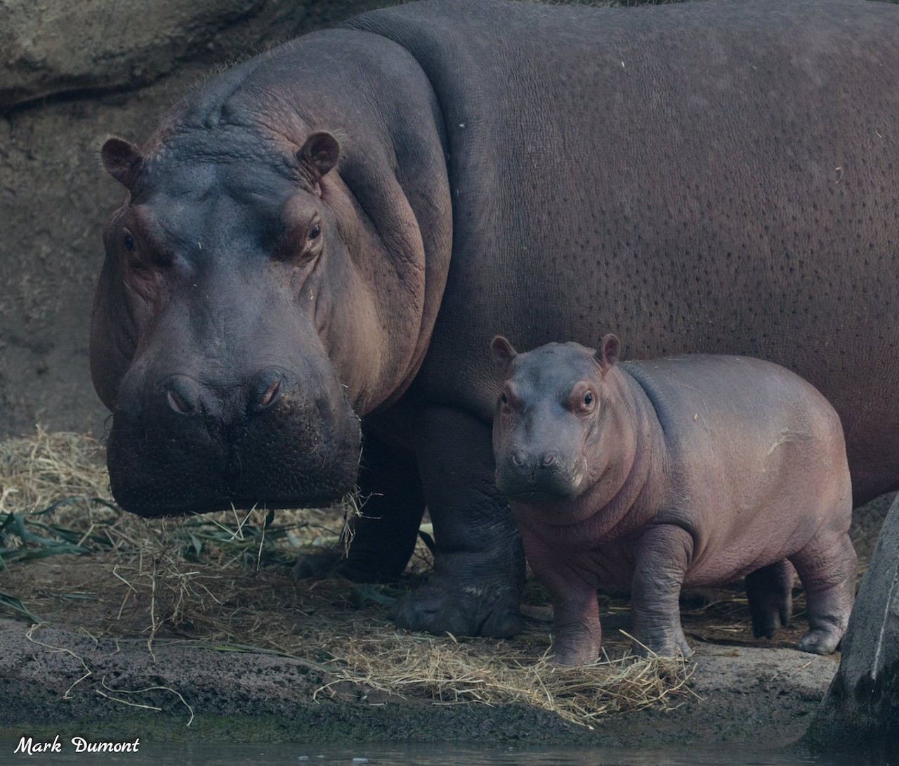 Baby hippo Fritz and mom Bibi