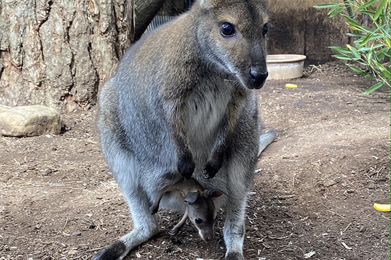 Zip the baby wallaby