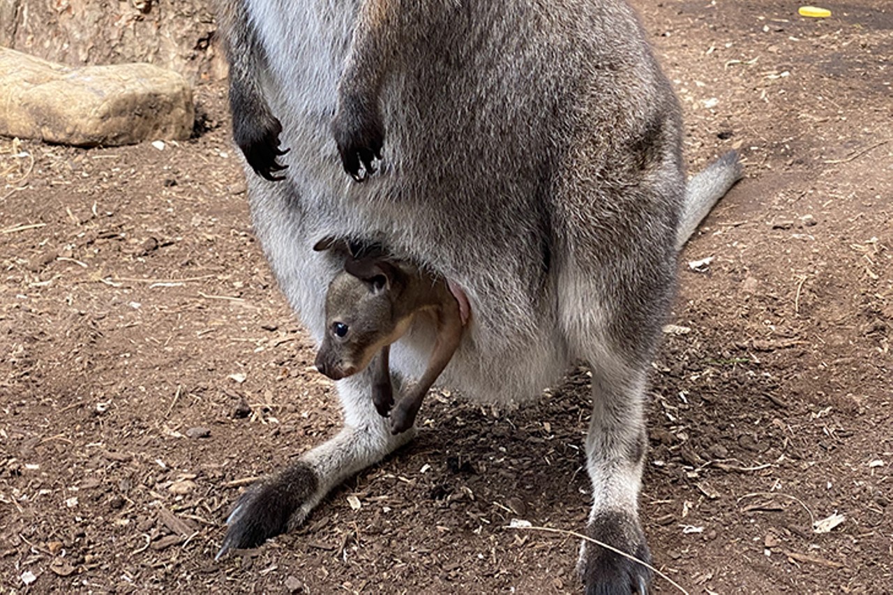 Zip the baby wallaby