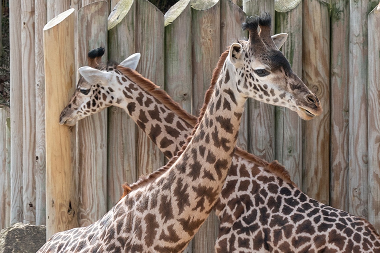 Baby Theo and Finn the giraffes