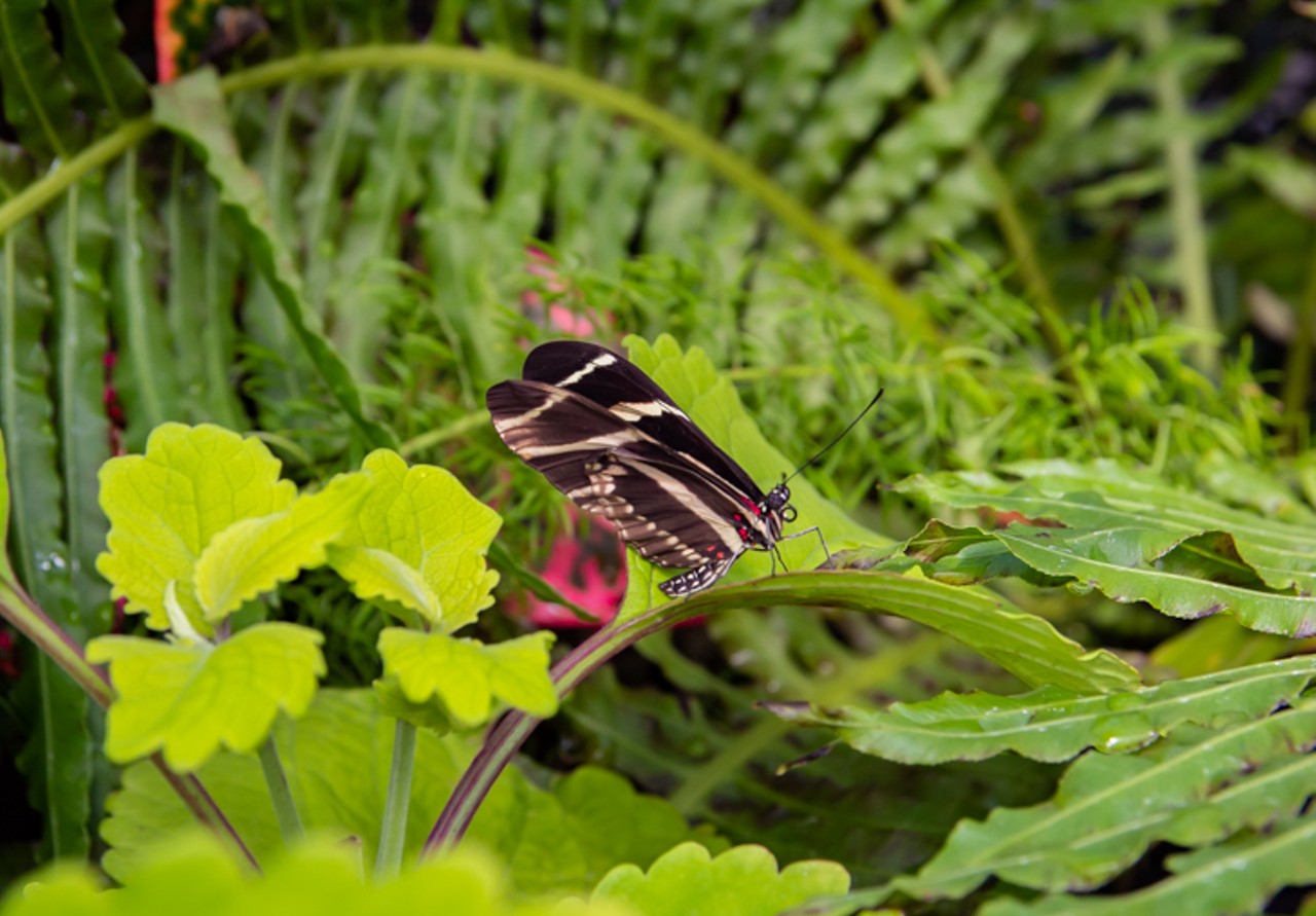 All The Beautiful Butterflies We Saw at Krohn Conservatory's 'Butterflies of Ecuador'