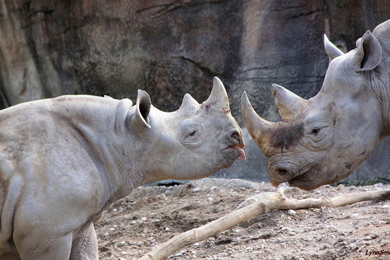Kendi the black rhino can be found at the Rhino Reserve
Photo: Lynn Smart