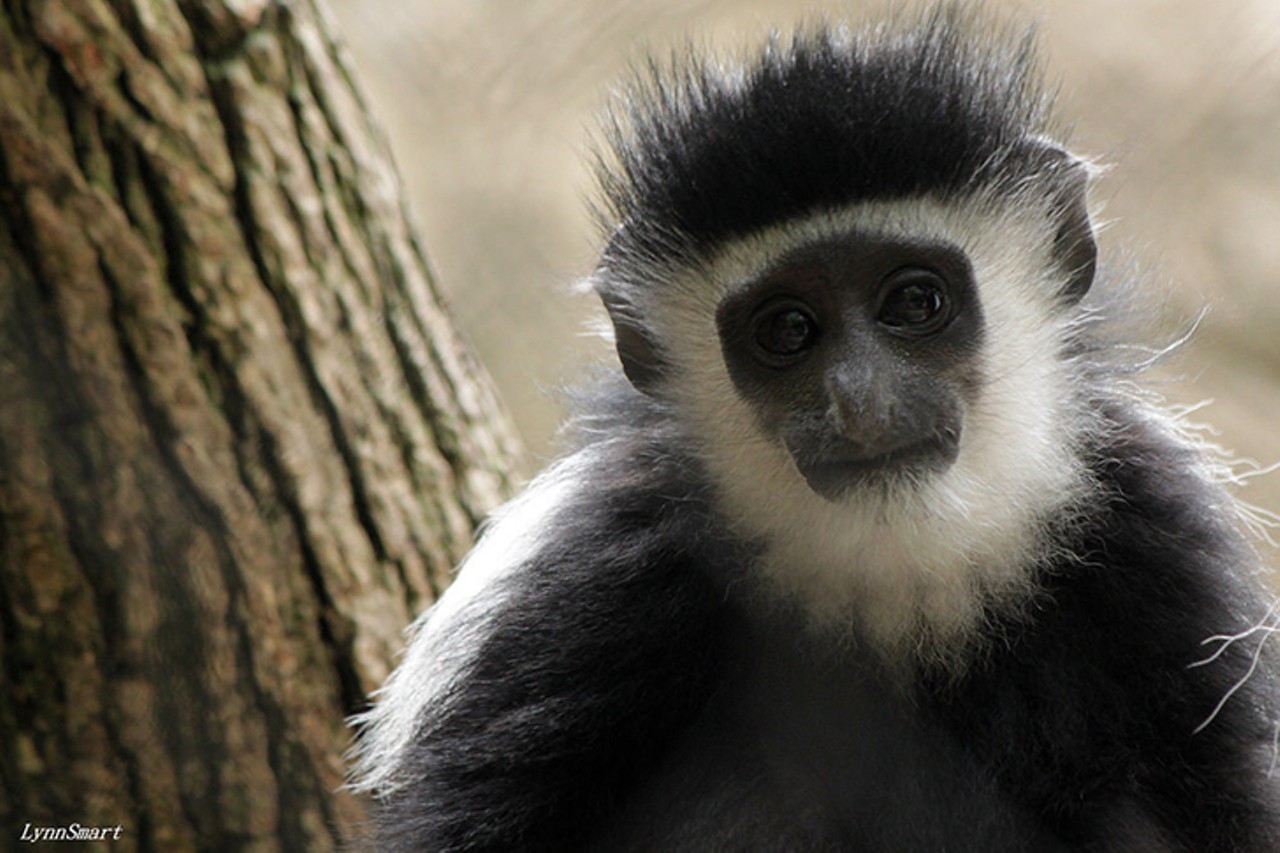 Maximus the Colobus monkey can be found in the Gorilla World