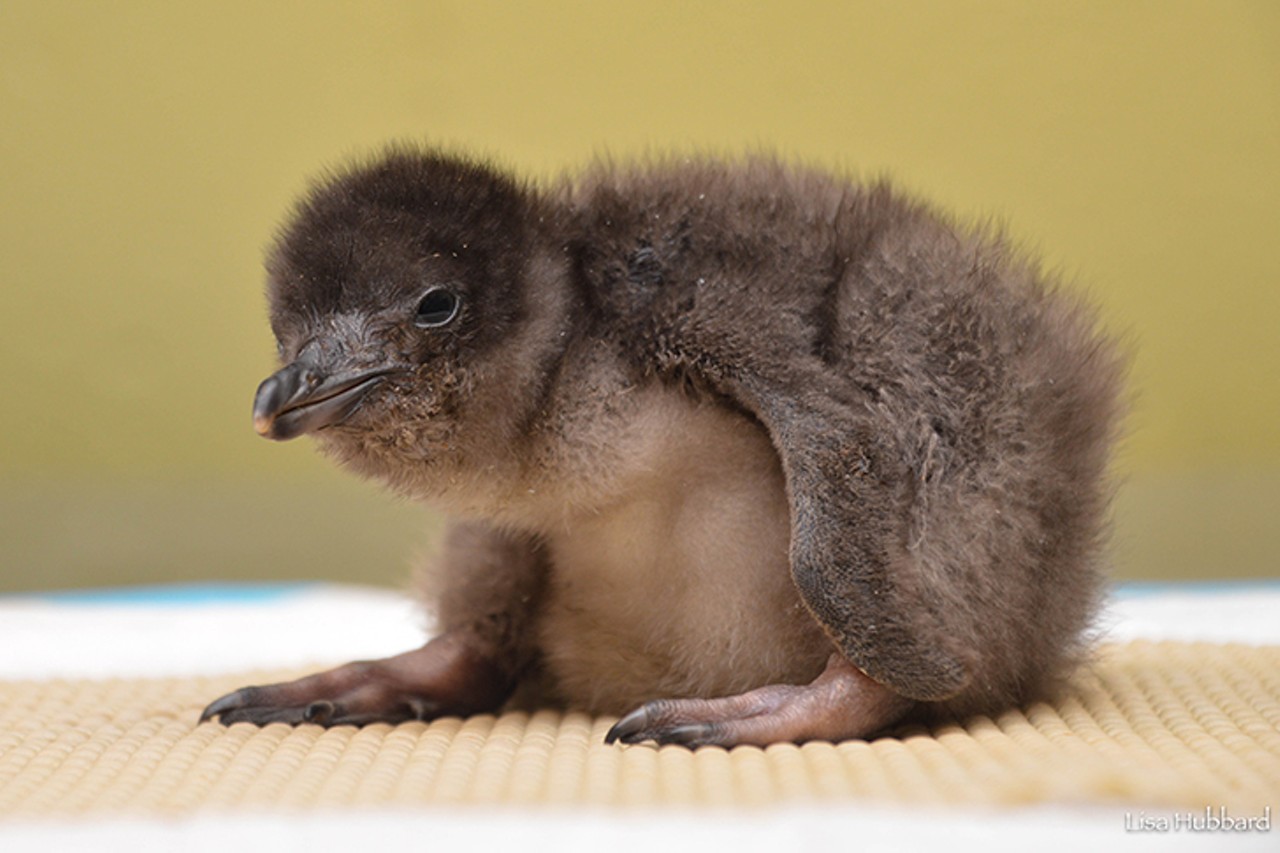 Little penguin chicks can be seen at the Children's Zoo
Photo: Lisa Hubbard