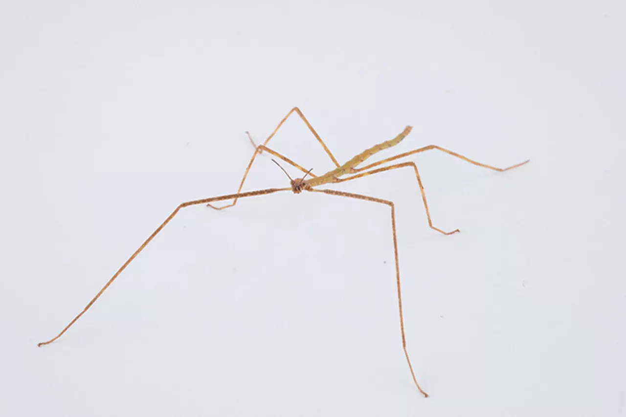 Giant Walking Stick - Cincinnati Zoo & Botanical Garden