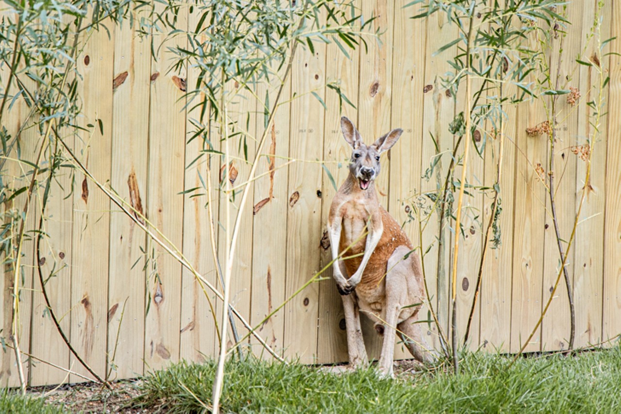 One of three red kangaroos