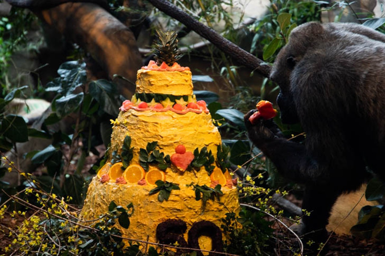 All the Photos from Samantha the Gorilla's 50th Birthday Celebration at the Cincinnati Zoo