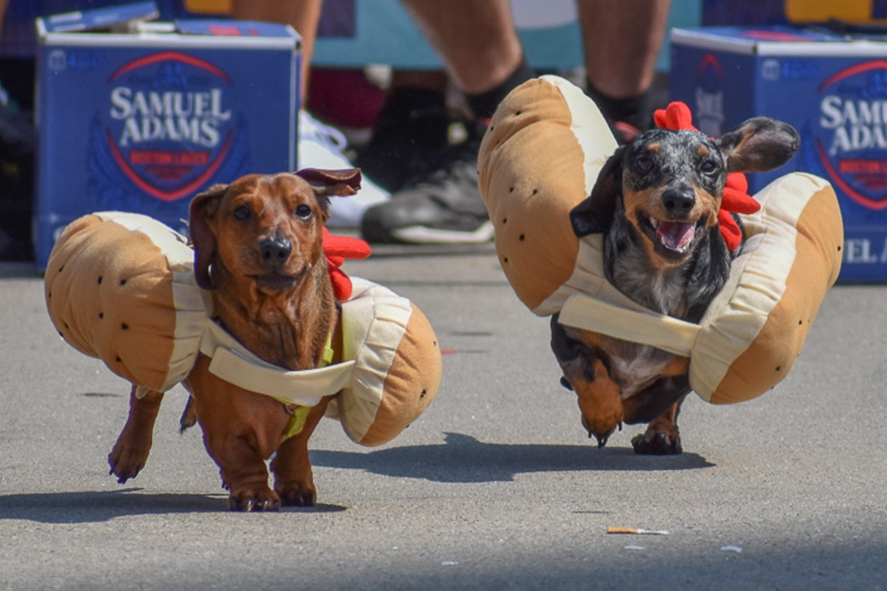 All The Speedy Good Boys We Saw at Cincinnati's Running of the Wieners Race