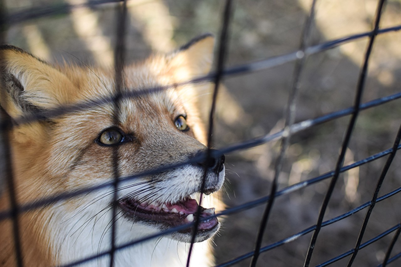 All The Wolves, Foxes and Coyotes We Saw During Our Visit to Indiana's Red Wolf Sanctuary