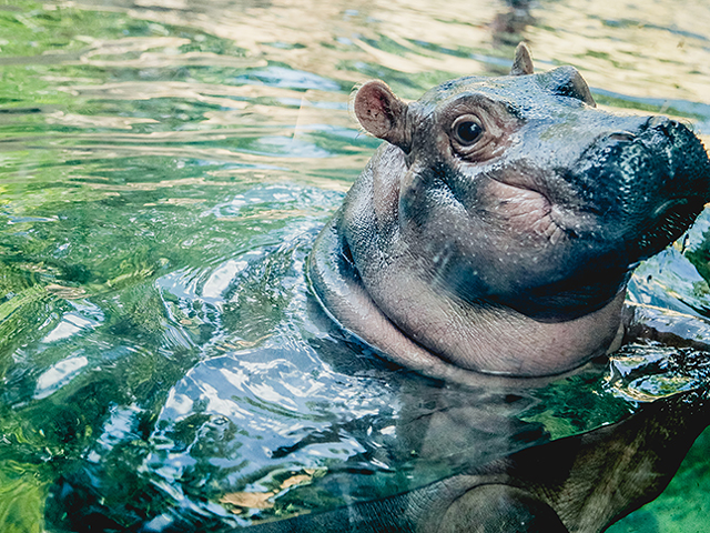 Fiona the Hippo