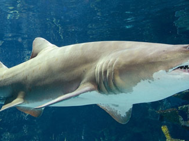 Attractions: Shark Week at the Newport Aquarium