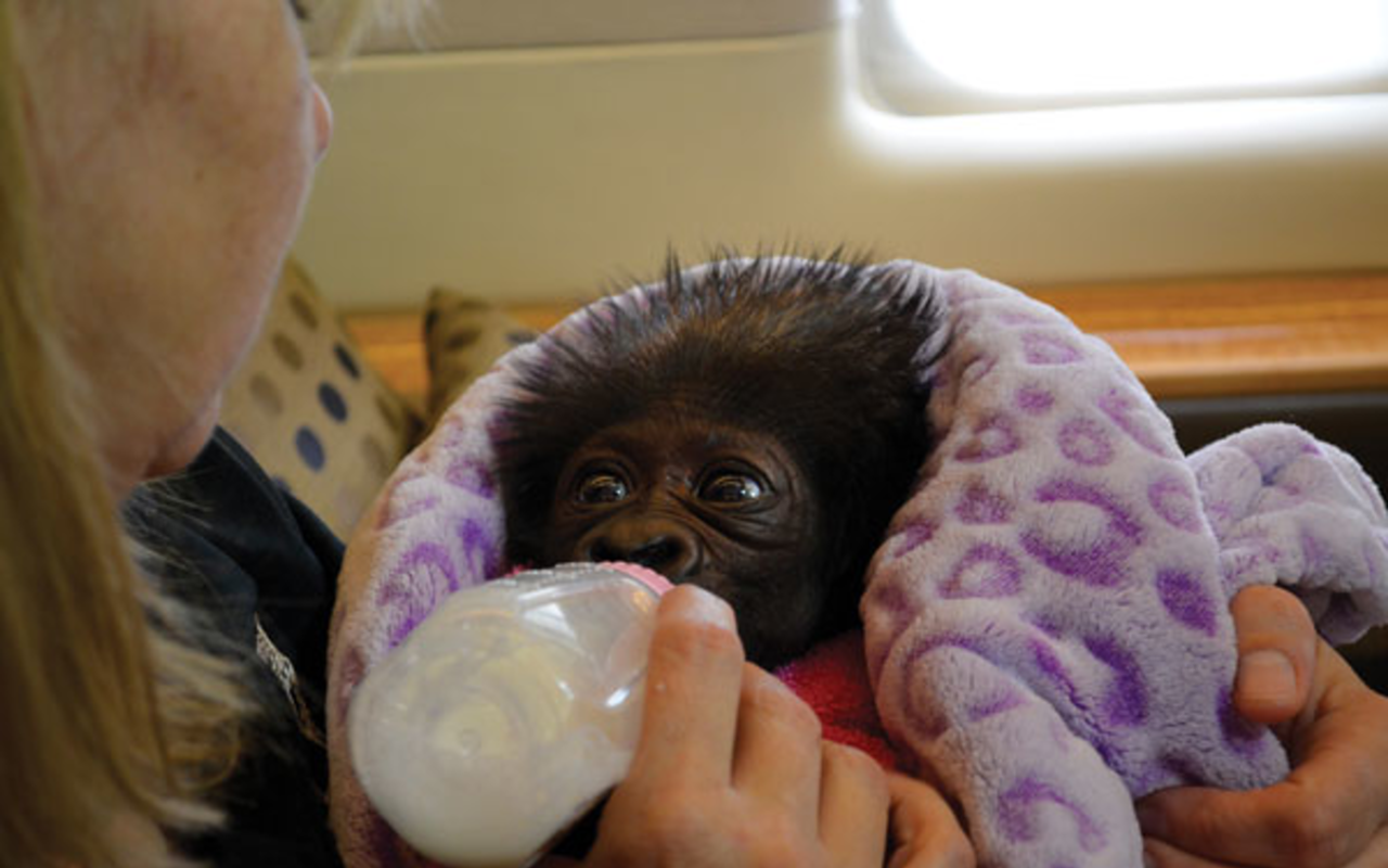 Gladys the baby gorilla