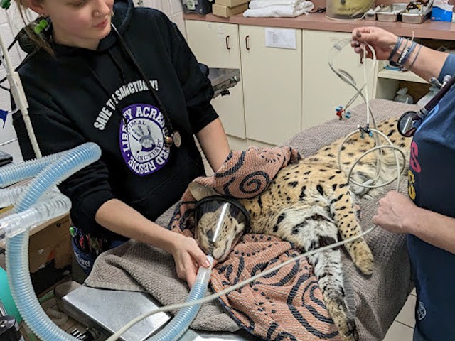 CAC’s medical staff ran a drug screen on the big cat found in a tree in Oakley, which returned positive for cocaine.