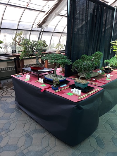 A display of bonsai trees at the annual Fall Bonsai Show at the Krohn Conservatory