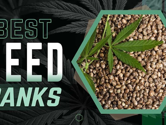 Cannabis Seed Banks: 8 Reputable Vendors to Buy Cannabis Seeds