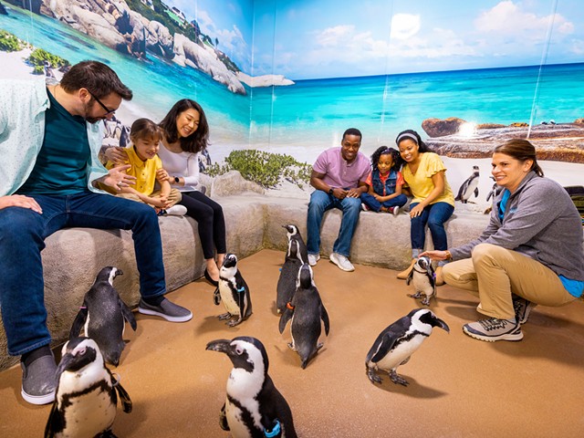 The Newport Aquarium's warm-weather African penguin encounter.