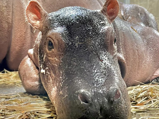 The Cincinnati Zoo's newest zoo baby needs a name.