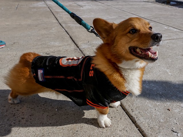 Even this dog knows not to count the Cincinnati Bengals out.