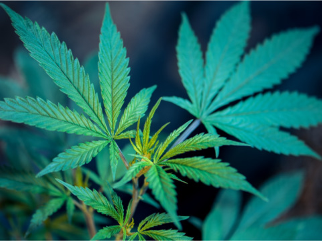Cincinnati Could Decriminalize Possession of Small Amounts of Marijuana