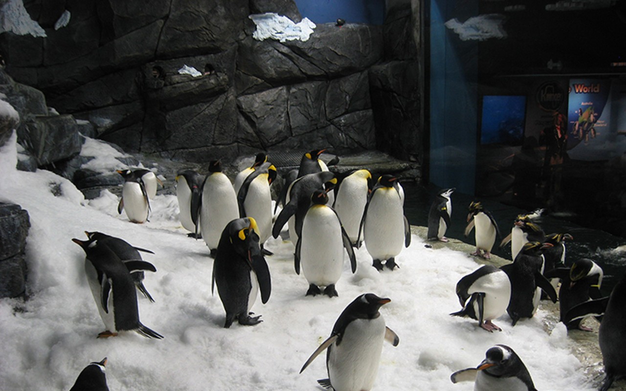 Penguins playing in the snow in the Penguin Palooza exhibit at Newport Aquarium.