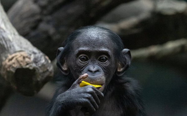 The Cincinnati Zoo is mourning the loss of a young ape, Amali the bonobo.