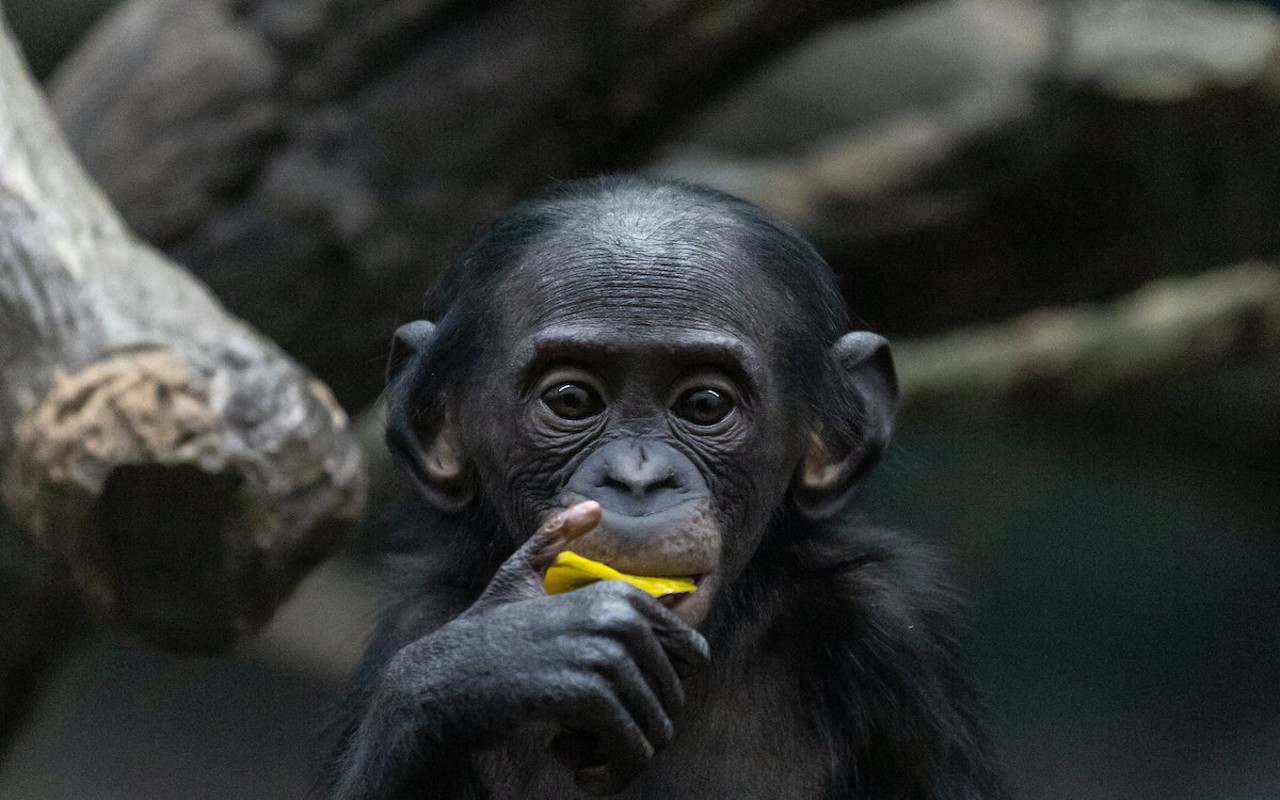 The Cincinnati Zoo is mourning the loss of a young ape, Amali the bonobo.