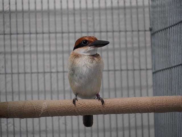 Fuetsa is one of the sihek chicks bred at the Cincinnati Zoo.