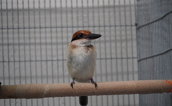 Fuetsa is one of the sihek chicks bred at the Cincinnati Zoo.