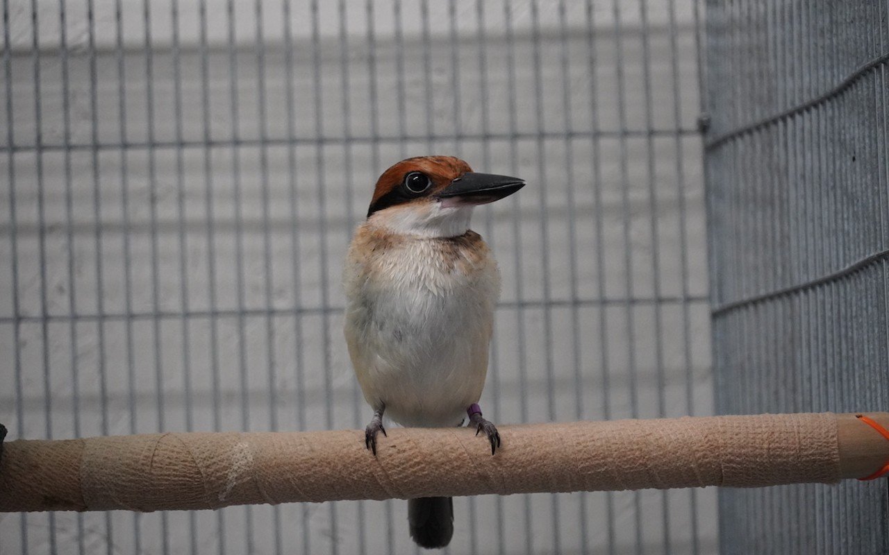 Fuetsa is one of the sihek chicks bred at the Cincinnati Zoo.