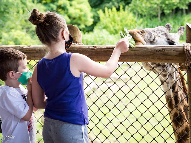 Starting June 2, mask-wearing will only be required in certain areas of the zoo and for those who are not yet vaccinated.
