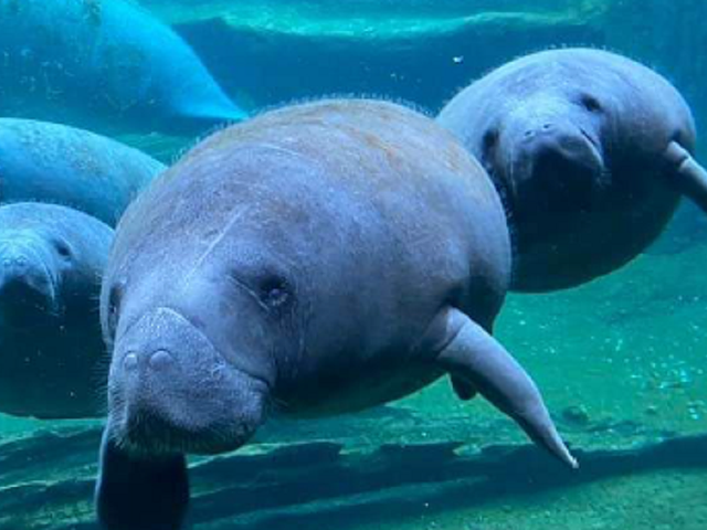 Calliope, Soleil and Piccolina are part of Cincinnati Zoo's second-stage manatee rehabilitation program.