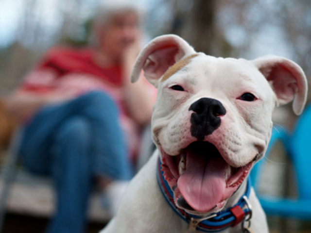City Council Could Repeal Breed-Specific Law Soon