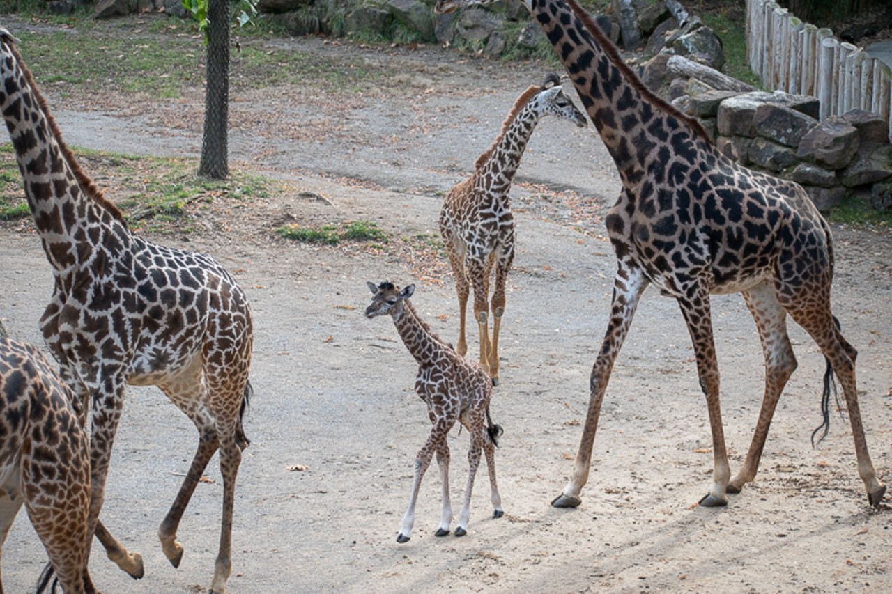 Cincinnati Zoo's baby giraffe
Photo: Adam Doty
