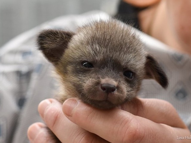 Kal the bat-eared fox, born April 5, 2024 to Franie and Otis.