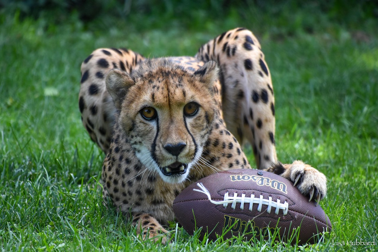 Rozi the cheetah, born April 26, 2022.