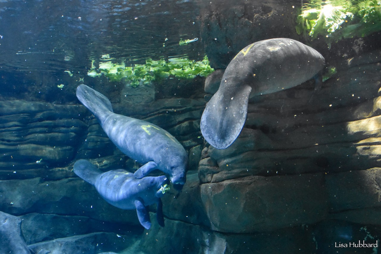 Rescued manatees Nolia, Amethyst and Waffles.