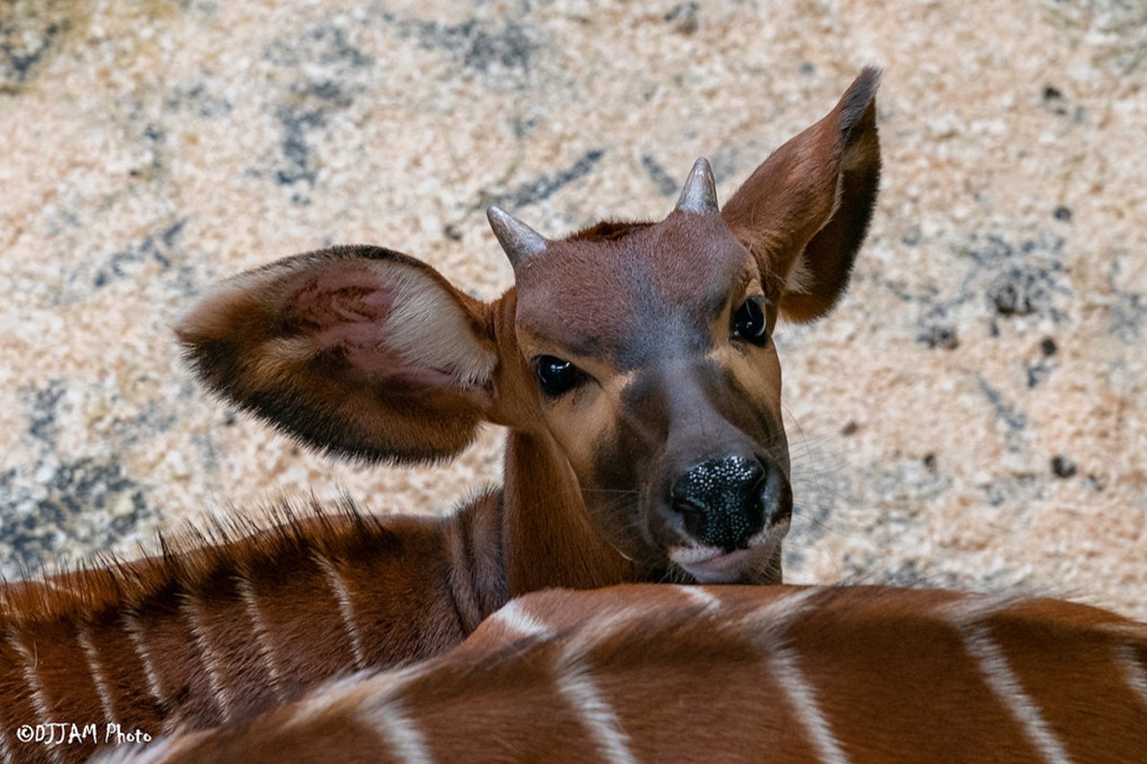 Beaudan, the Eastern bongo, born June 20, 2023 to Stevie and the late Beau.
