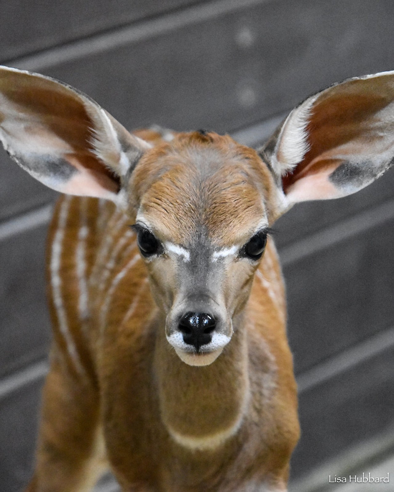 Maizy the lesser kudu, born Jan. 15, 2024 to Sabi and Hobbes.