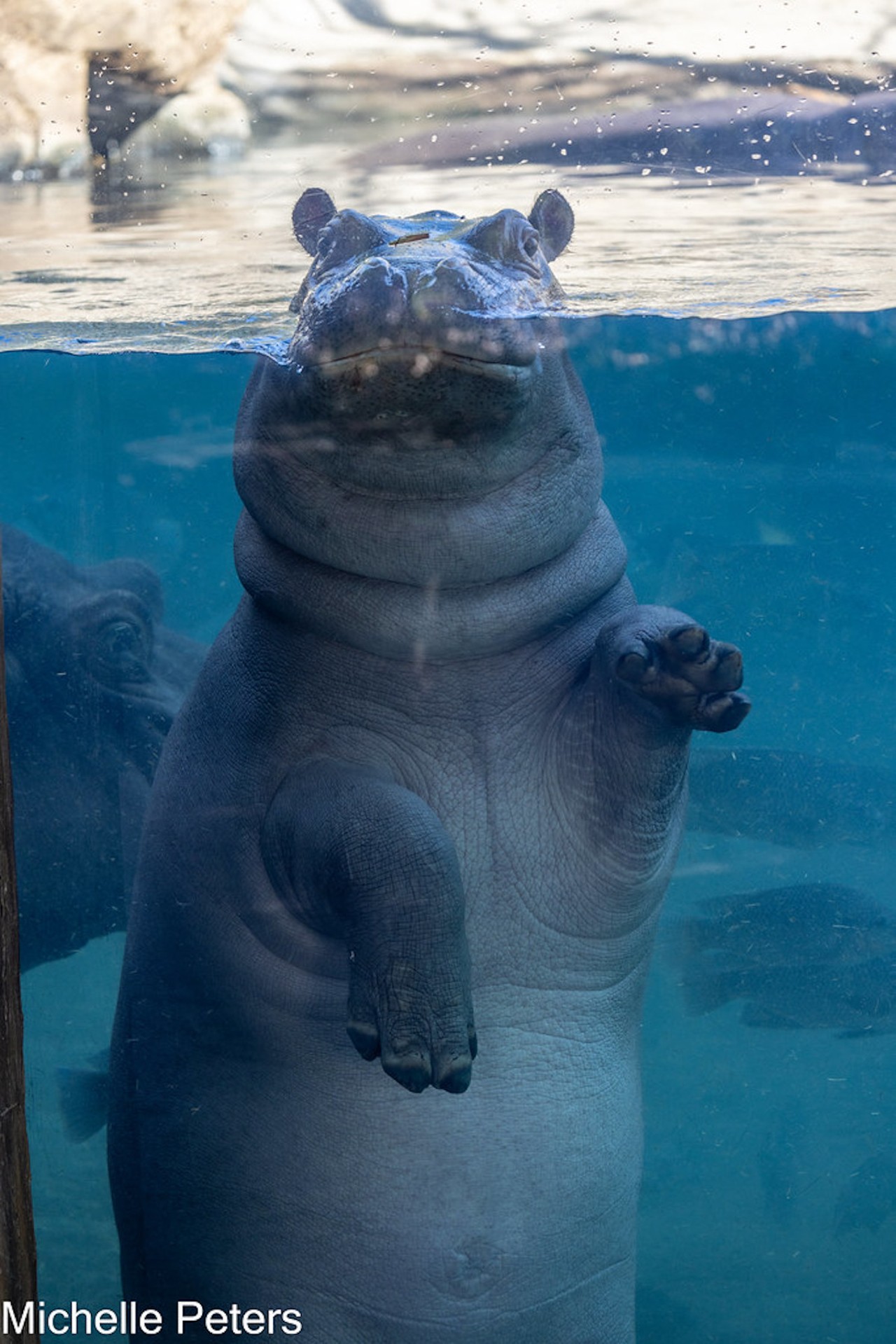 Fritz the hippo, born Aug. 3, 2022 to Bibi and Tucker; brother to the famous Fiona.