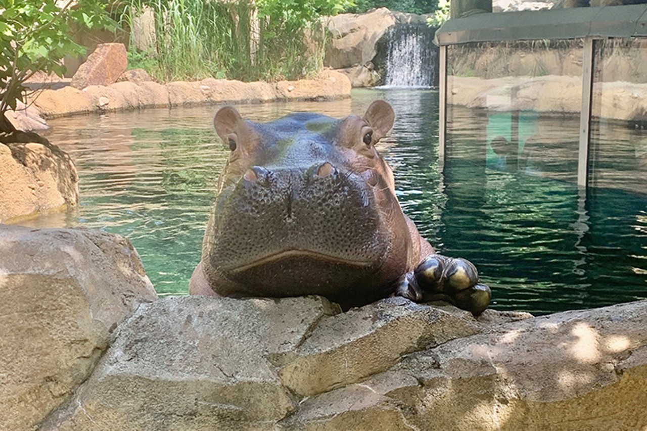 You will sneak a selfie with Fiona at the Cincinnati Zoo.