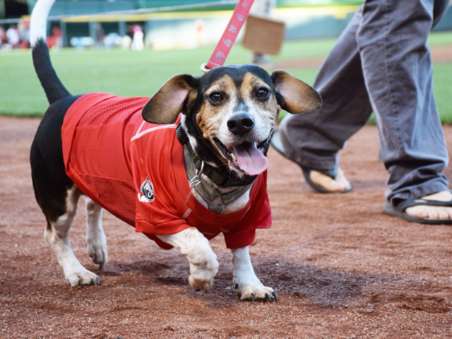 Are you a Cincinnati Reds fan? You may be a fitness freak, you dog.