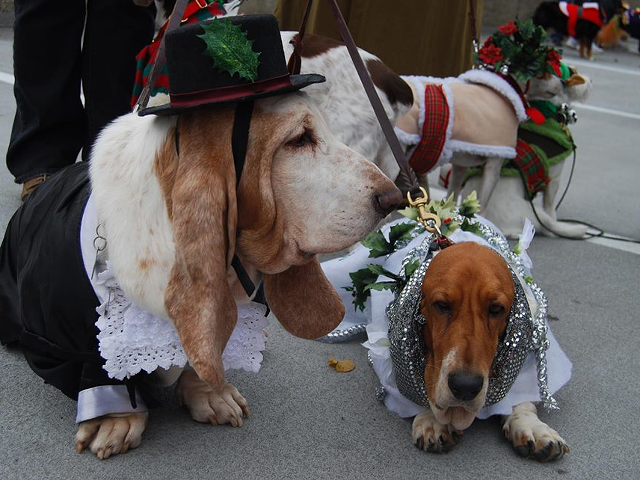 A couple of happily costumed hounds