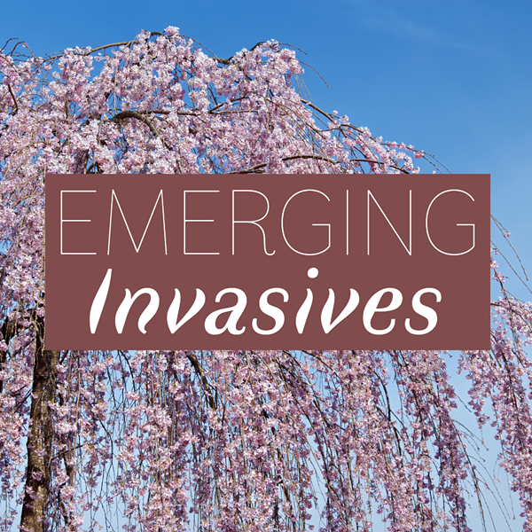 Emerging Invasives