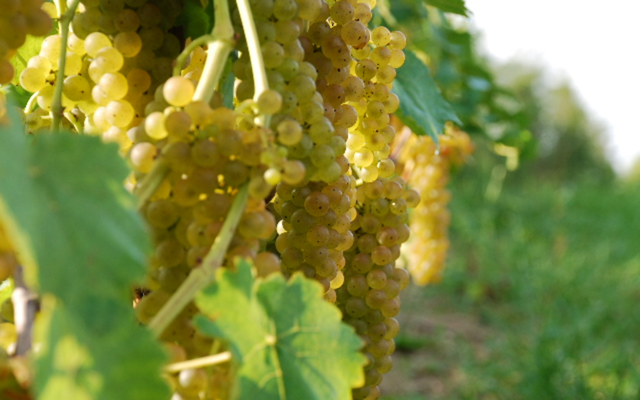 Camp Springs Vineyard grapes