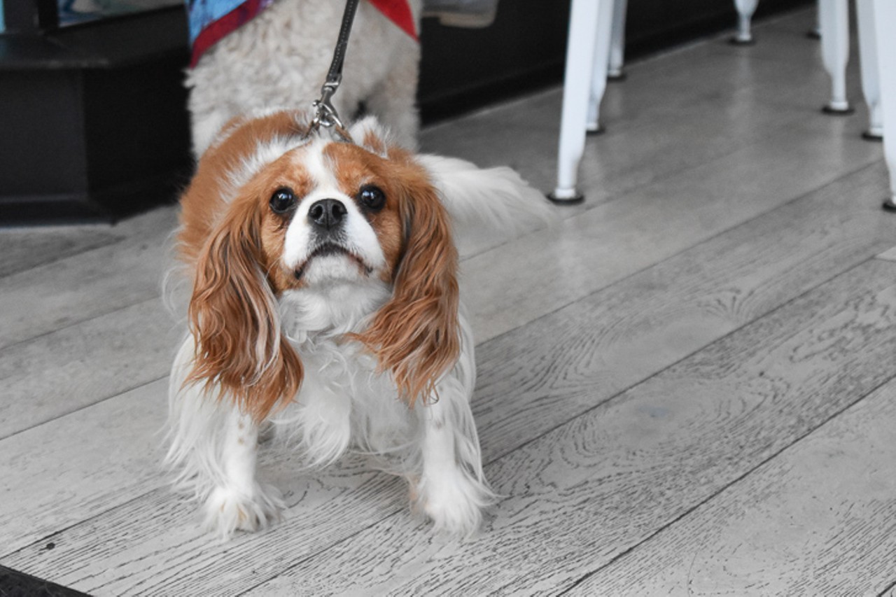 Juliet, a Cavalier King Charles Spaniel, greeted people as they came into the event.